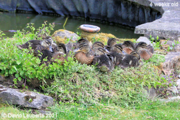 Mallard Duck Settling on the rockery 4:36pm 25th May 2021