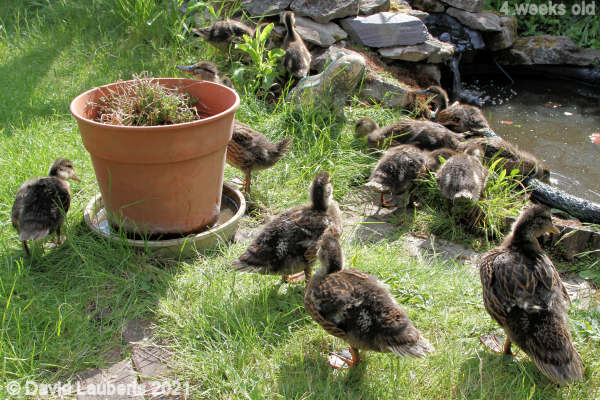 Mallard Duck What to do now chaps? 4:48pm 25th May 2021