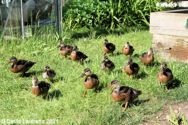 Mallard Duck Running in the sun 4:53pm 25th May 2021