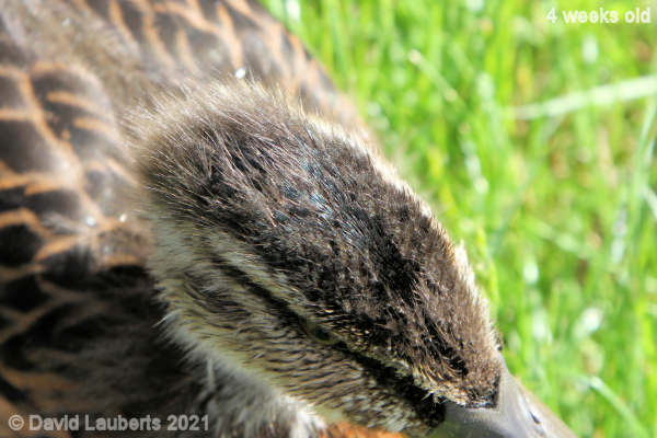 Mallard Duck Green colour starting to appear 4:57pm 25th May 2021