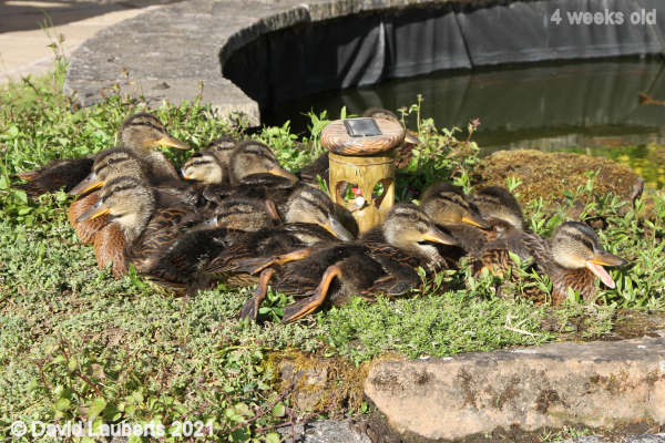 Mallard Duck Glorious sunshine 5:59pm 25h May 2021