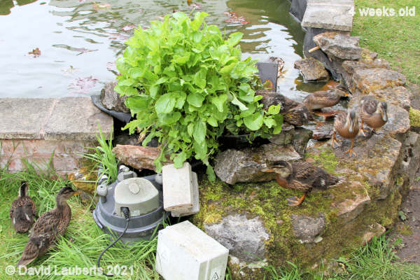 Mallard Duck Exploring the rain forest 9:55am 26th May 2021