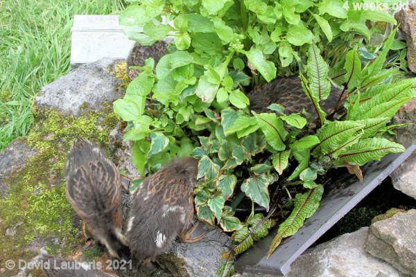 Mallard Duck In the depths 10:00am 26th May 2021