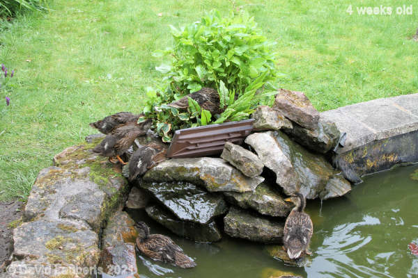 Mallard Duck Is this the way in? 10:01am 26th May 2021