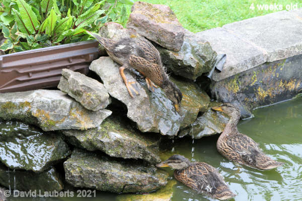 Mallard Duck How do you get down? 10:02am 26th May 2021