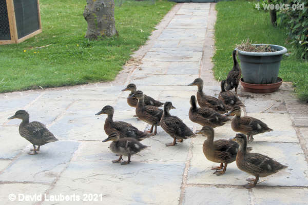 Mallard Duck Wandering ducks 12:22pm 26th May 2021