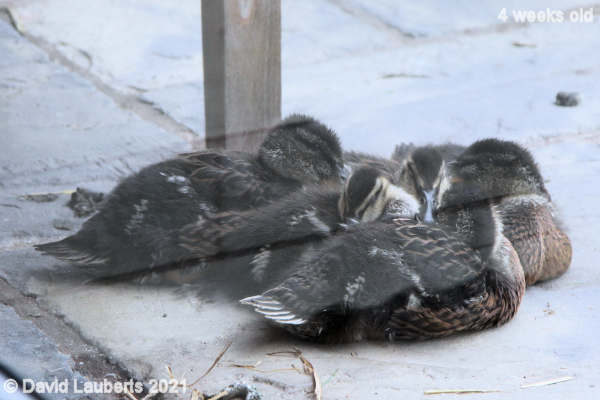 Mallard Duck Sleeping under the table 12:54pm 26th May 2021