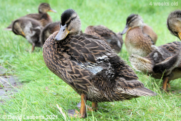 Mallard Duck Donald getting larger 3:52pm 26th May 2021