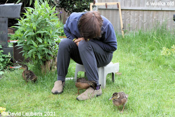 Mallard Duck Curious duck 3:58pm 26th May 2021