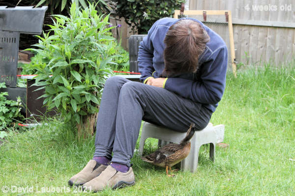Mallard Duck Getting your backside pecked! 3:58pm 26th May 2021