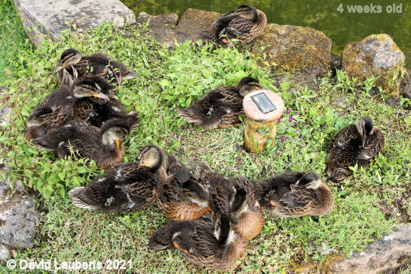 Mallard Duck Love the geen bedding 4:39pm 26th May 2021