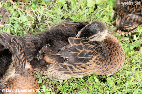 Mallard Duck Getting your head under 4:39pm 26th May 2021