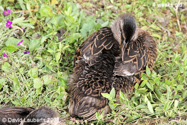 Mallard Duck Looking peaceful 4:39pm 26th May 2021