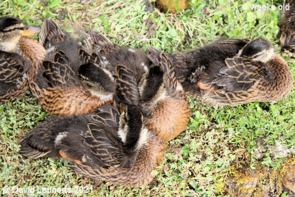Mallard Duck Togetherness 4:39pm 26th May 2021