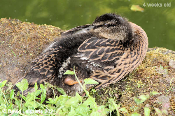 Mallard Duck Sleeping on the edge 4:39pm 26th May 2021