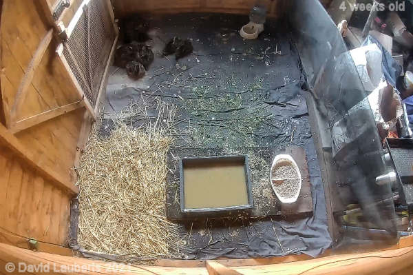 Mallard Duck Waiting patiently 6:23am 27th May 2021