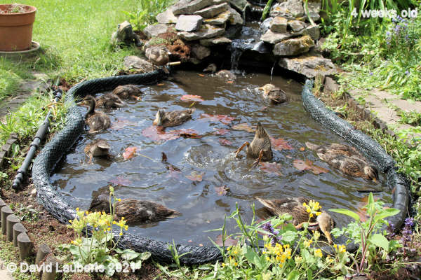 Mallard Duck Another day in the pool 10:52am 27th May 2021