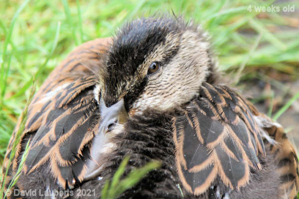 Mallard Duck Getting your head down 11:02am 27th May 2021