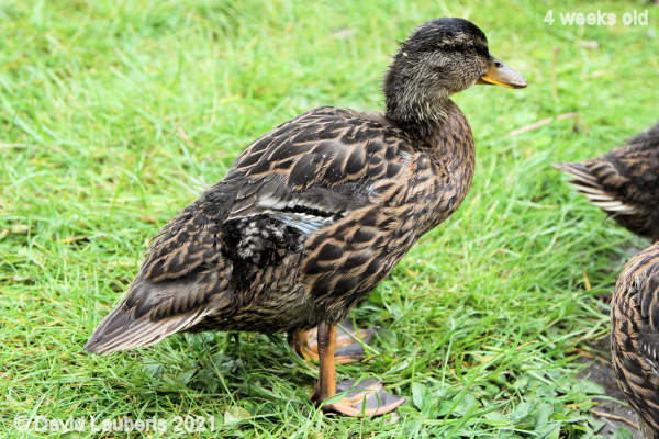 Mallard Duck White and black beginning to show 11:03am 27th May 2021