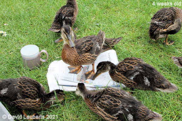Mallard Duck Whats in the news today? 11:05am 27th May 2021