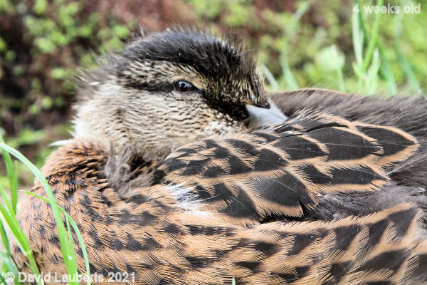 Mallard Duck I can still you 11:07am 27th May 2021