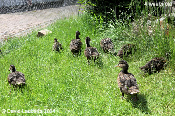 Mallard Duck Exploring new territory 12:06pm 27th May 2021