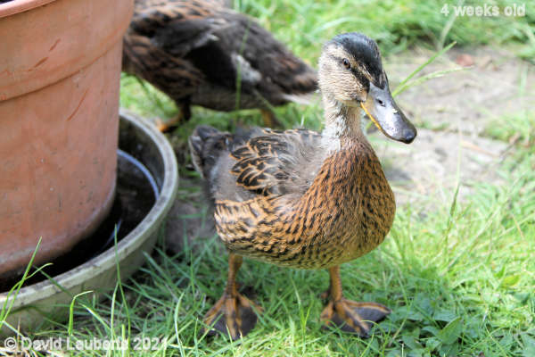 Mallard Duck You have my attention 12:26pm 27th May 2021