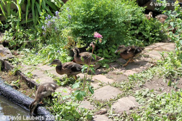 Mallard Duck Playing follow my leader 12:27pm 27th May 2021
