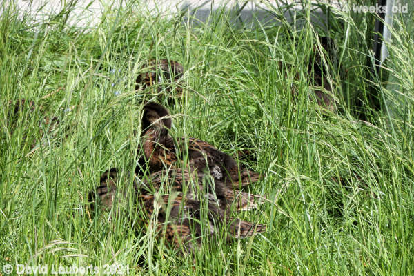 Mallard Duck Lost in the jungle 12:33pm 27th May 2021