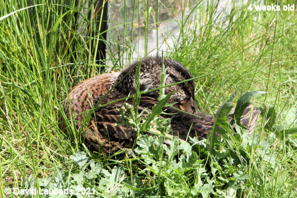 Mallard Duck I can hide in here 12:33pm 27th May 2021