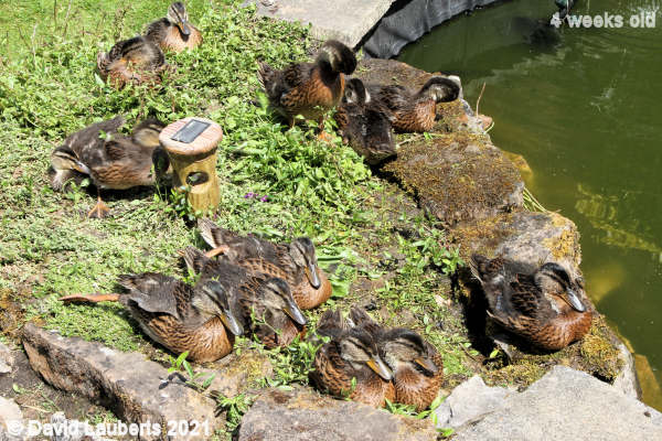 Mallard Duck Sunseekers 1:05pm 27th May 2021