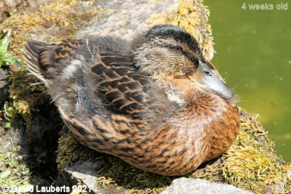 Mallard Duck Looking relaxed 1:05pm 27th May 2021
