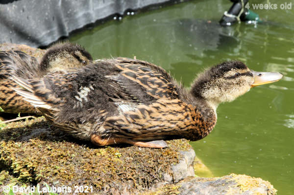 Mallard Duck Putting your neck on the line 1:05am 27th May 2021