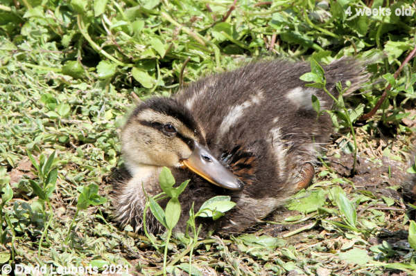 Mallard Duck Baby still behind 1:06pm 27th May 2021