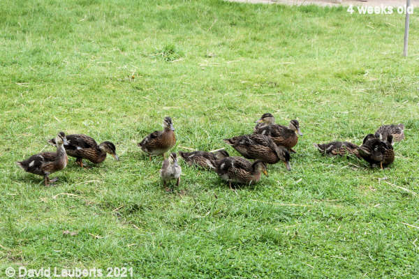 Mallard Duck Picking over the grass 3:02pm 27th May 2021