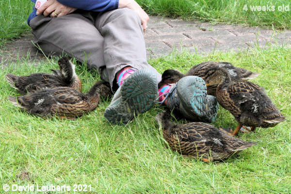 Mallard Duck Interesting feet 3:09pm 27th May 2021