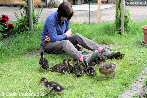 Mallard Duck 'We need to get socks like hers' 3:11pm 27th May 2021