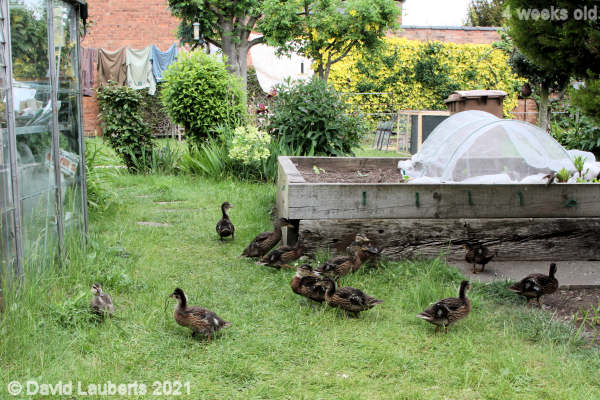 Mallard Duck Trying to get up to the veg patch 3:11pm 27th May 2021