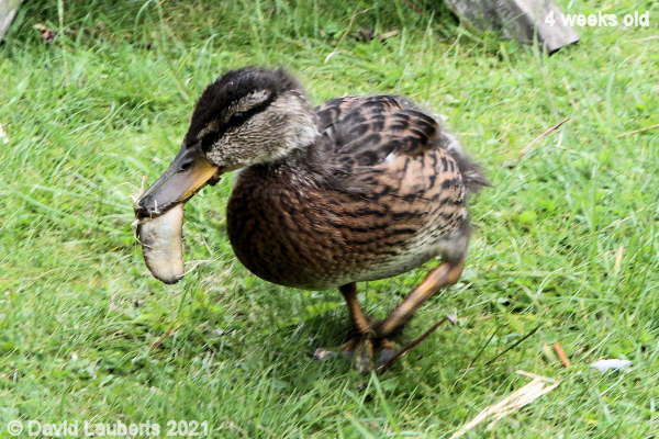 Mallard Duck Slug for dinner 3:14pm 27th May 2021