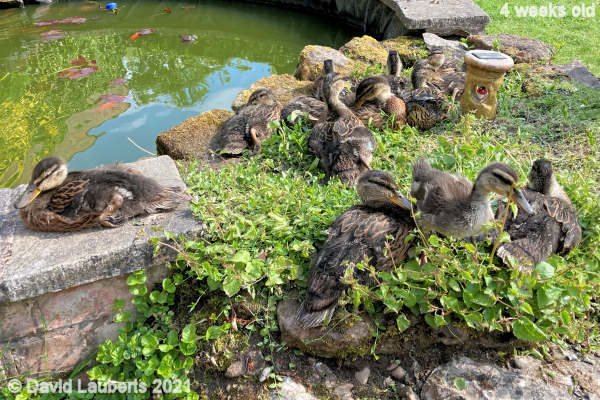 Mallard Duck You have to relax in life 4:25pm 27th May 2021