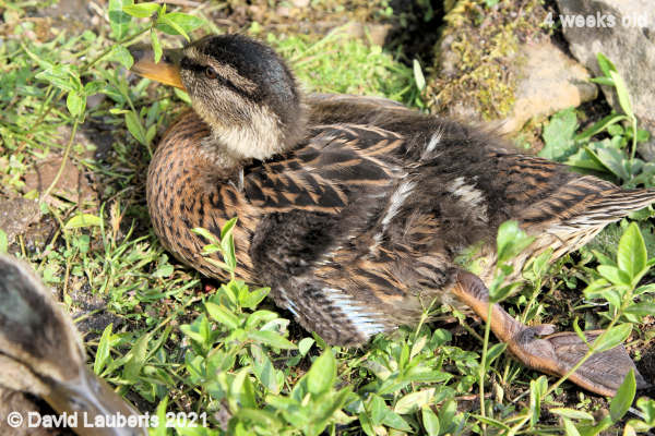 Mallard Duck Having a nice stretch 4:27pm 27th May 2021
