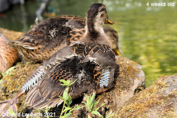 Mallard Duck Lovely blue feather pin feathers 4:29pm 27th May 2021
