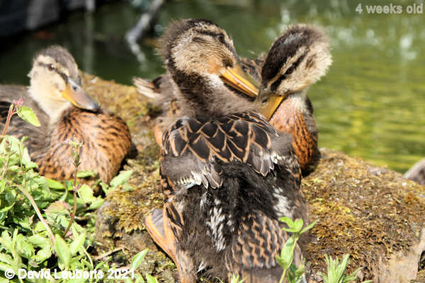 Mallard Duck Love hearts 4:30pm 27th May 2021