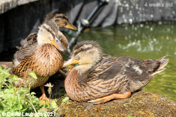 Mallard Duck Getting ready for action 4:30pm 27th May 2021