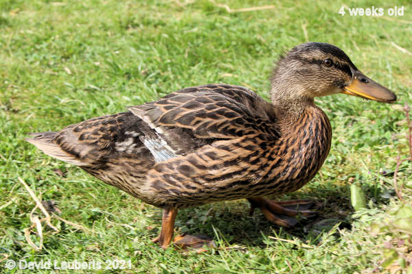 Mallard Duck Feathers moving on 4:31pm 27th May 2021