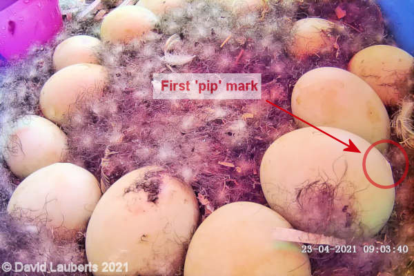 Mallard Duck First 'pip' mark 23rd April 2021