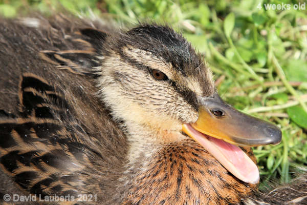 Mallard Duck Quack! 4:32pm 27th May 2021