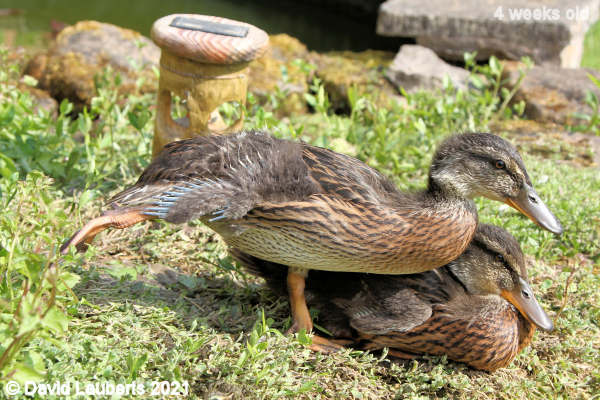 Mallard Duck Ballet dancing 4:34pm 27th May 2021