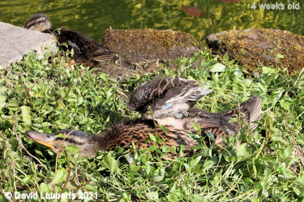 Mallard Duck Stretching in the green stuff 4:28pm 27th May 2021