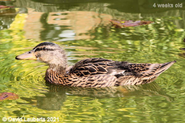 Mallard Duck Cruising along 4:38pm 27th May 2021